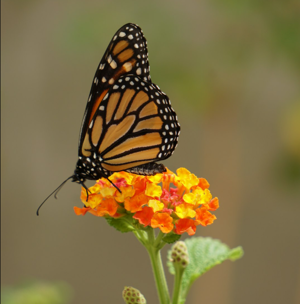 Mariposa